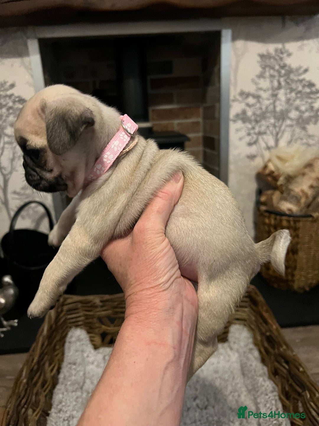 Pug dogs for sale:  Stunning Pug Puppies - Image 8