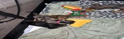 Miniature Dachshund dogs for sale: 🐾 Beautiful Mini Dachshund x Chihuahua Puppies  in Leeds - Advert 4