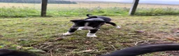 Mixed Breed dogs for sale: Collie x puppies - Advert 16