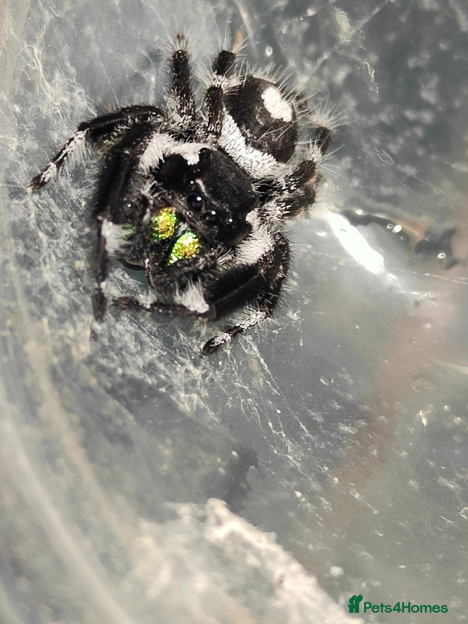 Spiders invertebrates Jumping spiders/P.regius Bahamas White/ - Advert 19