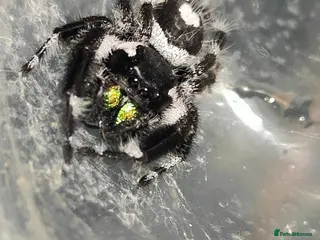 Spiders invertebrates Jumping spiders/P.regius Bahamas White/ - Advert 19