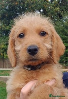 Labradoodle dogs - Advert 8
