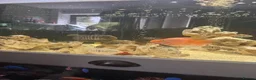 Cichlids fish for sale: Fish for sale in Milton Keynes - Advert 8