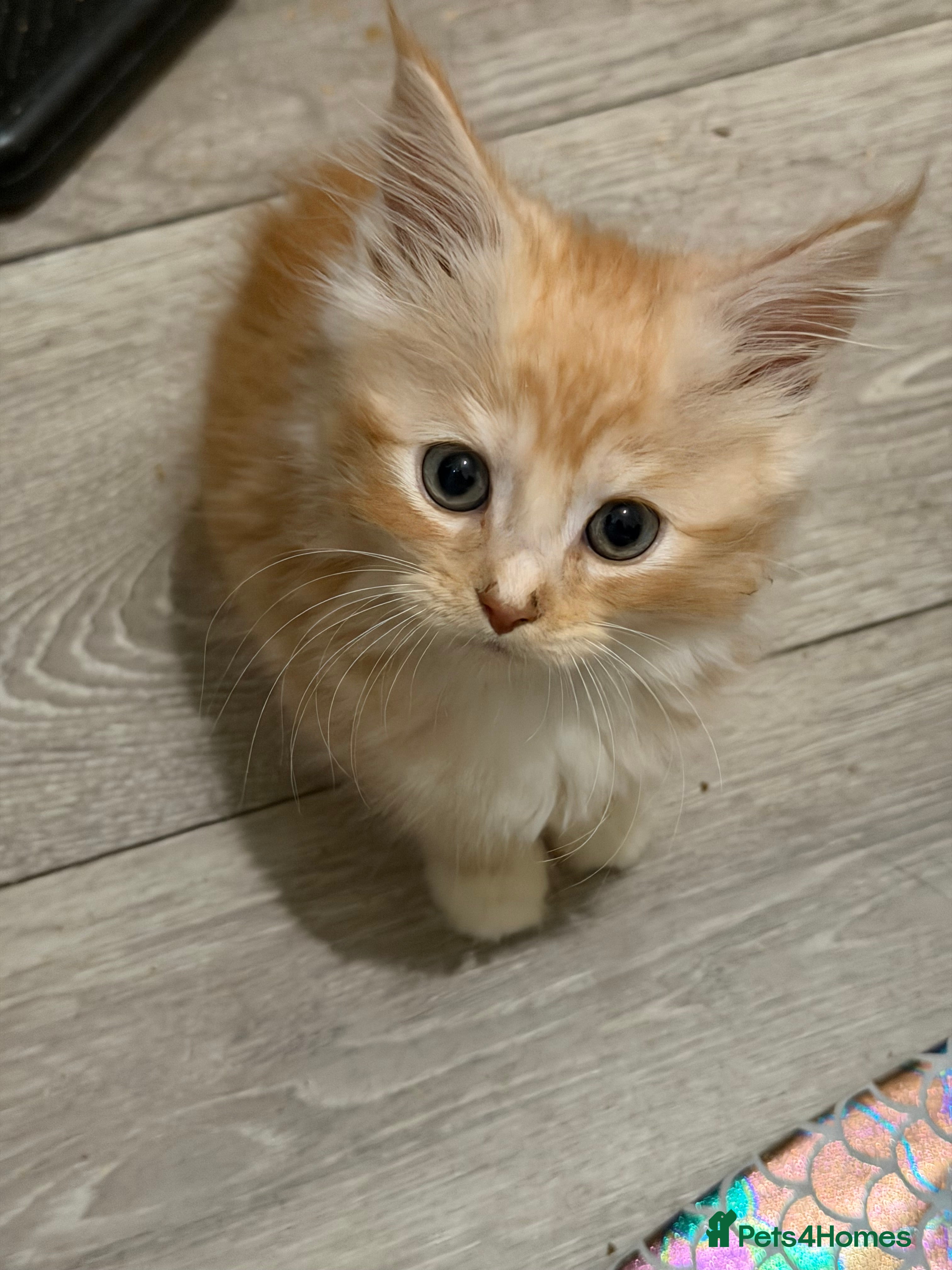 Maine Coon cats Maincoon X Ragdoll super soft kittens - Advert 2