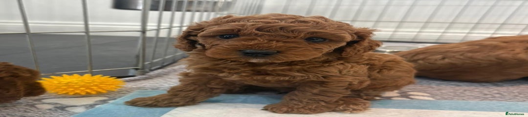 Cavapoo Puppy 5