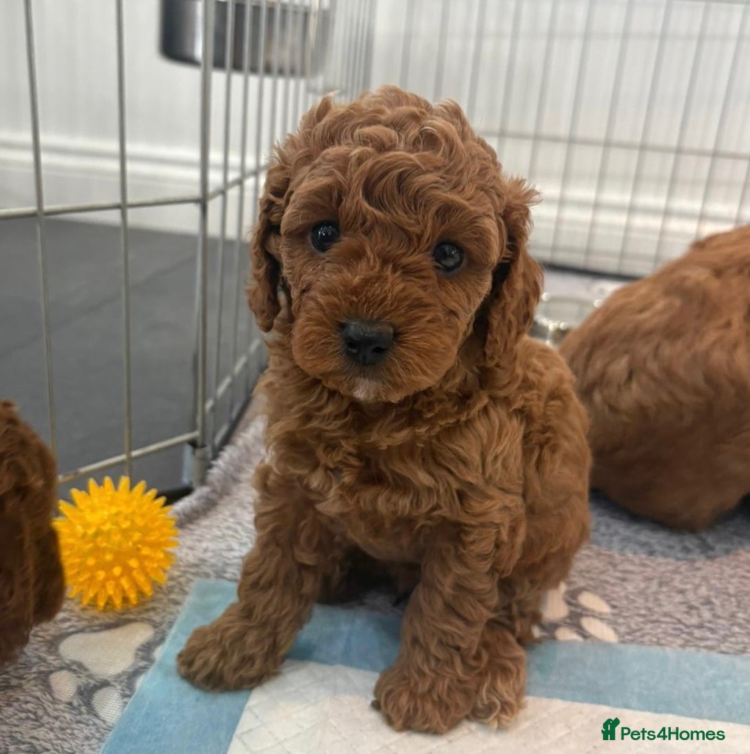 Cavapoo dogs for sale: F1B CAVAPOO FOX RED - Image 4