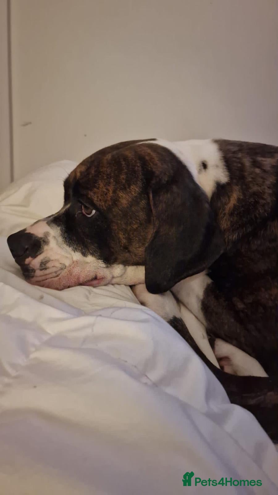 Mixed Breed dogs Lola – 5-year-old looking for an experienced home - Advert 2