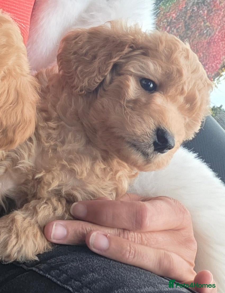 Cockapoo dogs 🌟🌟 5 star homes required 🌟 🌟  - Advert 1