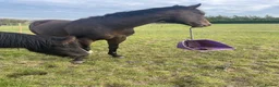 English Thoroughbred horses for sale: Sante  - Advert 4