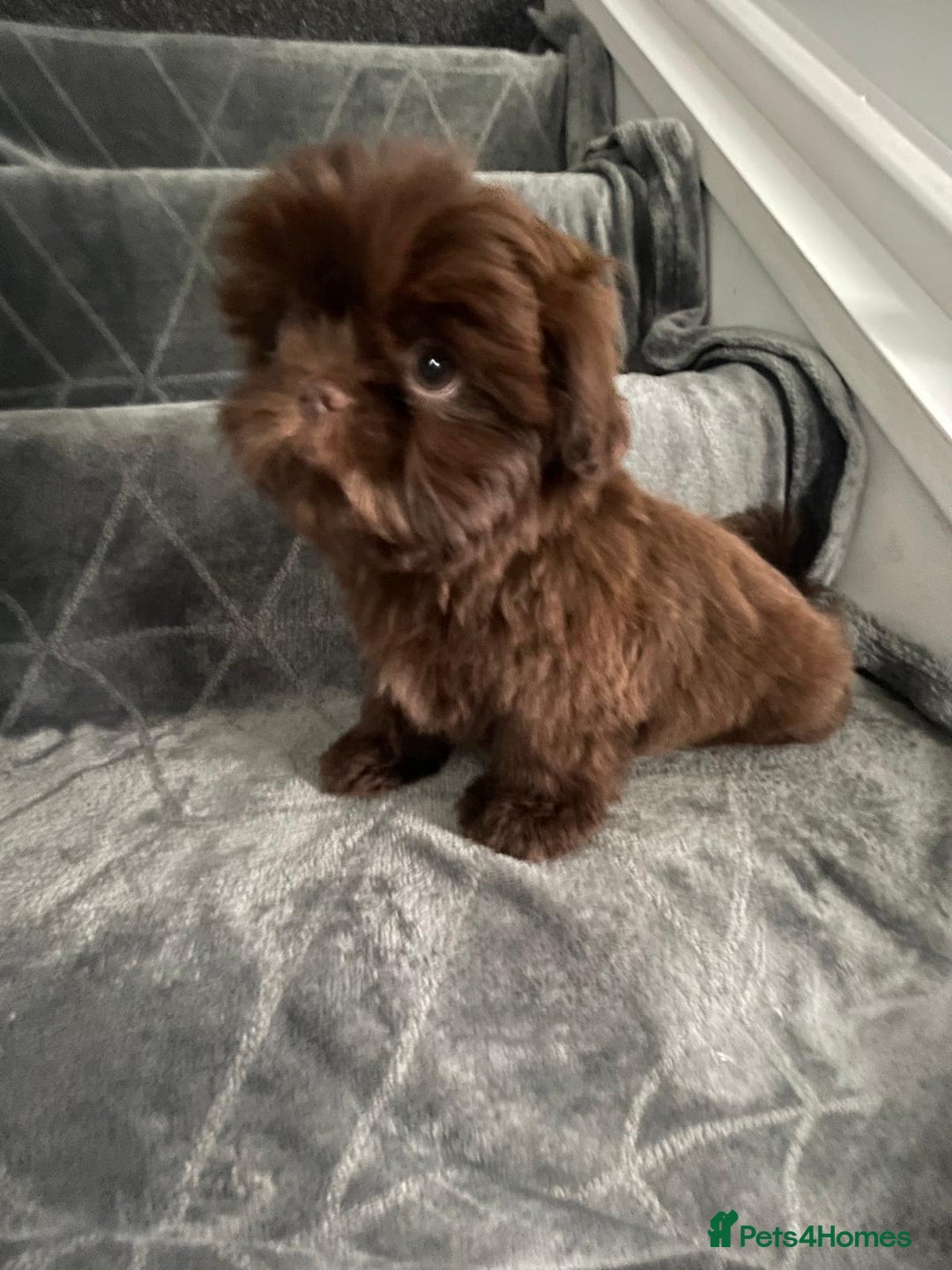 Shih Tzu dogs for sale: Imperial shih tzu pups  - Image 1