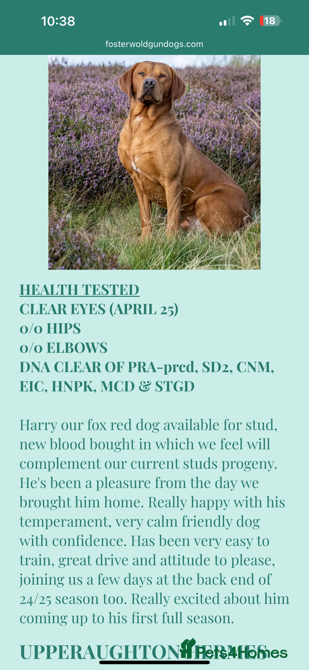 Labrador Retriever dogs for sale: Litter of 7 Fox Red Labrador Puppies - Advert 3