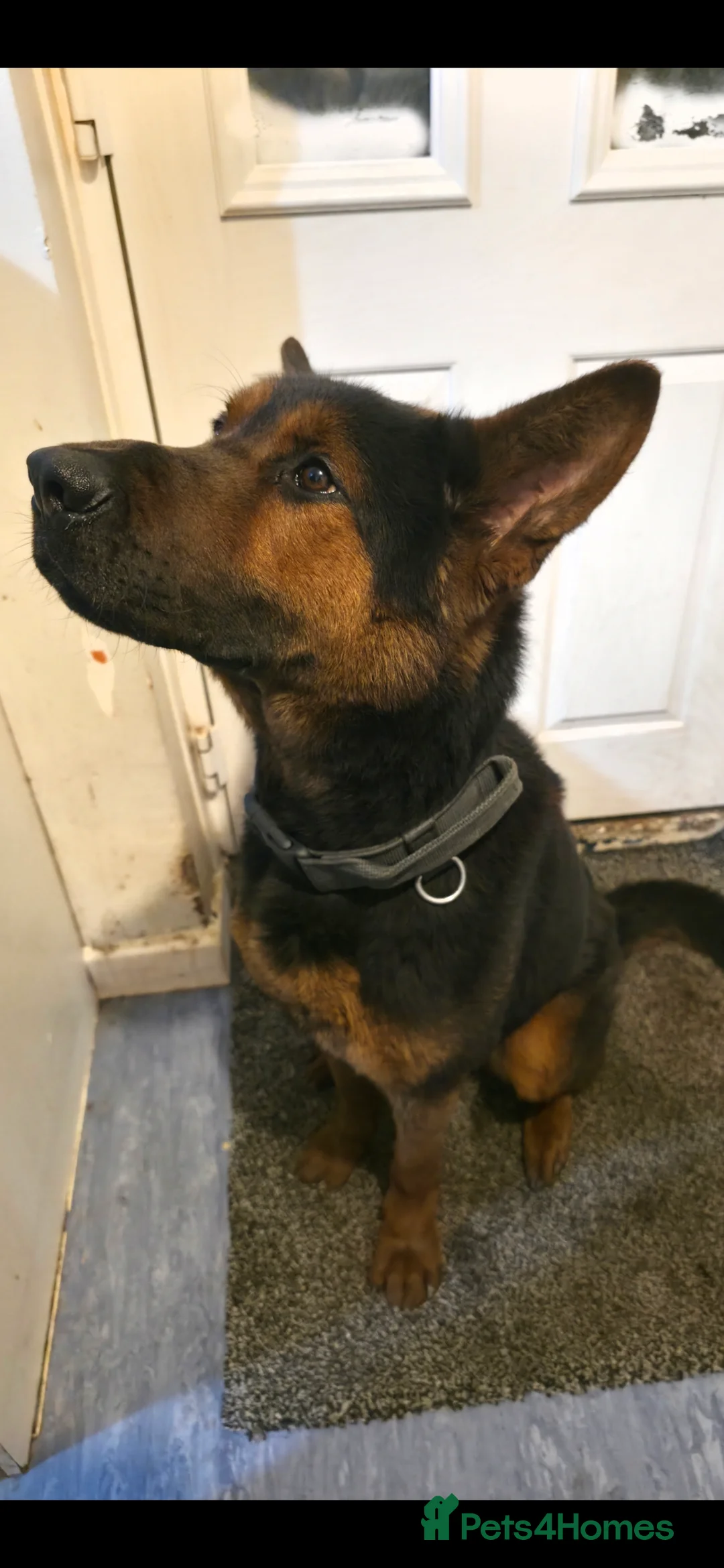 Mixed Breed dogs for sale: Tyson Chinese red dog/German shepherd  - Advert 2