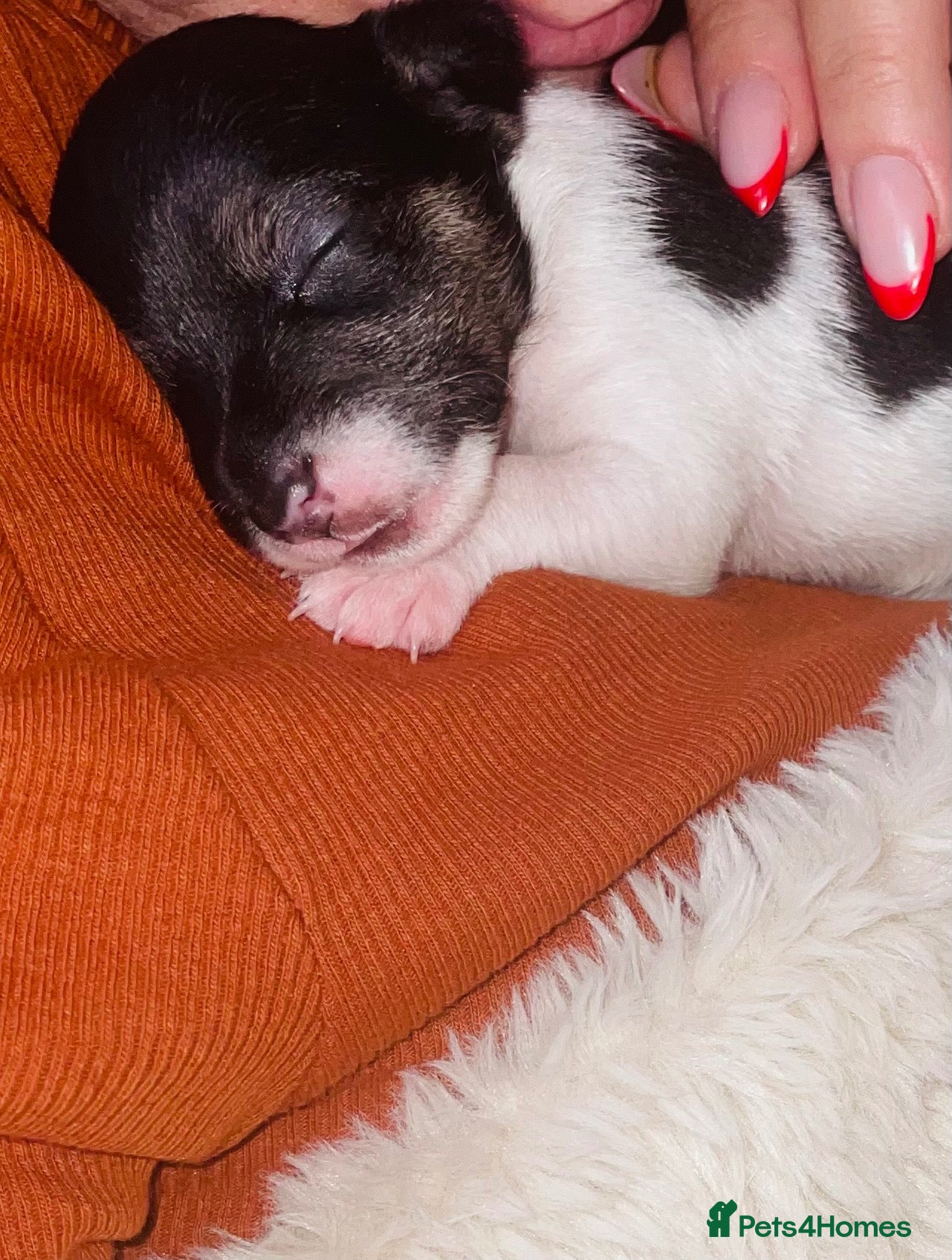 Jack Russell dogs Stunning Jack Russell puppies - Advert 1
