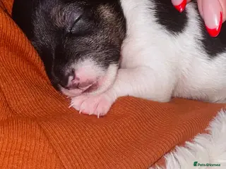 Jack Russell dogs Stunning Jack Russell puppies - Advert 1
