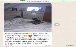 British Shorthair cats for sale: Your Furry Fantasy Awaits! - Image 26