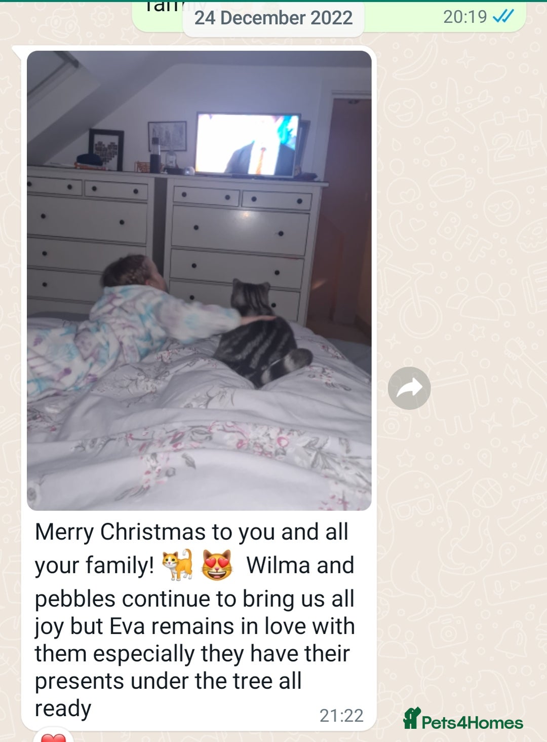 British Shorthair cats for sale: Your Furry Fantasy Awaits! - Image 26