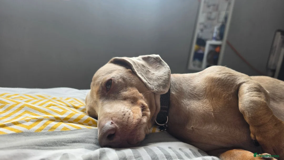 Dachshund dogs for sale: 2 year old male dachshund  in Hinckley - Advert 2