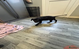 Mixed Breed dogs for sale:  male cane Corso and Staffield bullterrier mix - Image 3