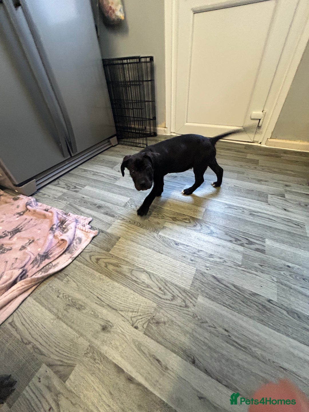 Mixed Breed dogs for sale:  male cane Corso and Staffield bullterrier mix - Image 3