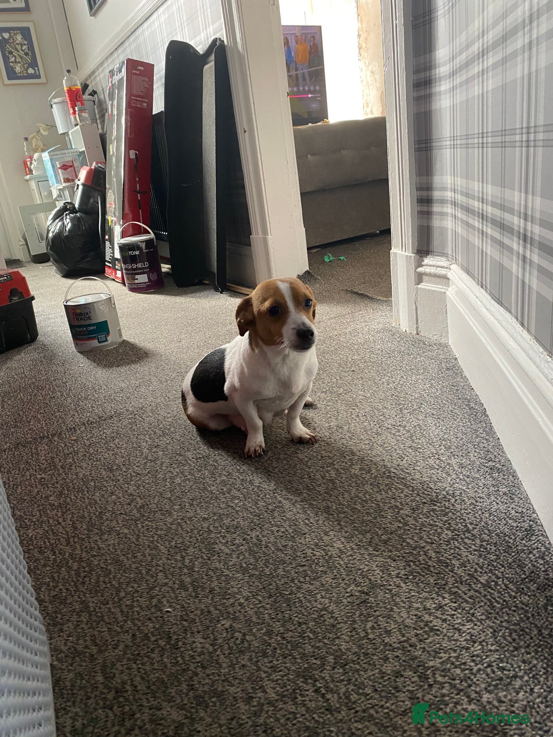Jack Russell dogs for sale: Jack Russell  - Image 12