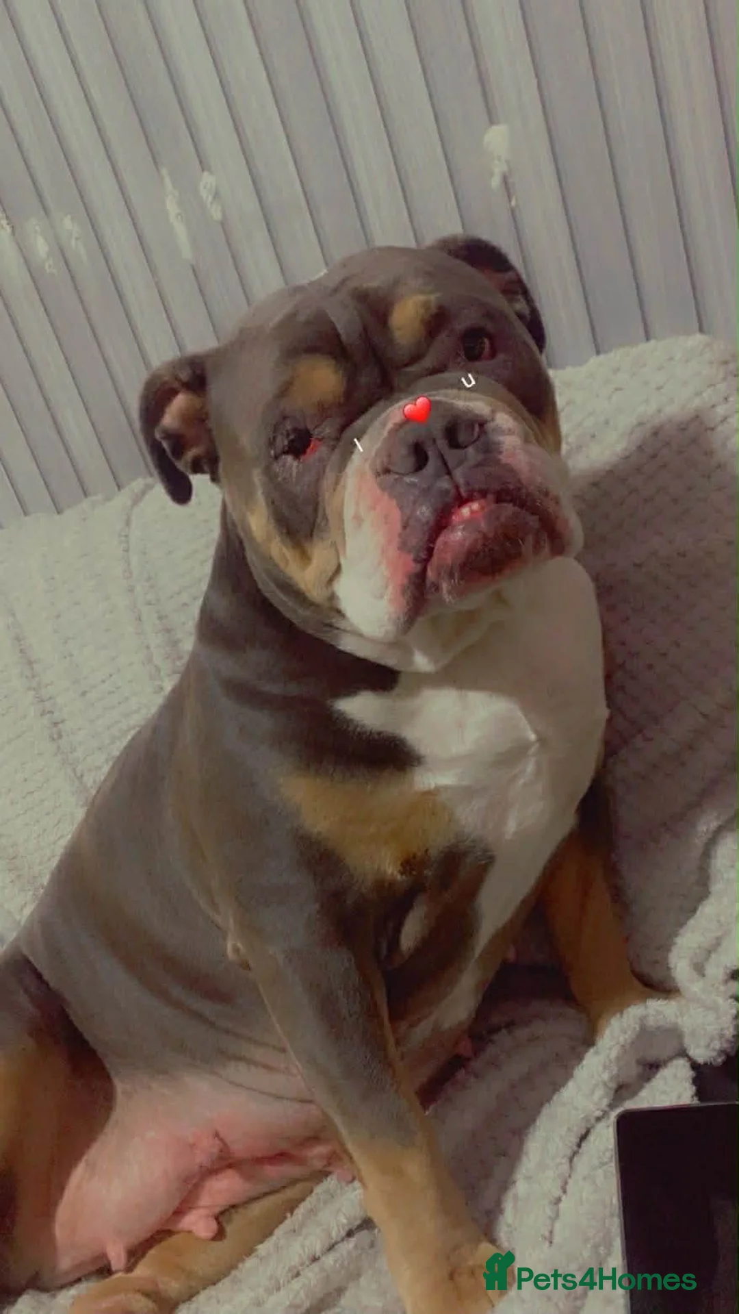 English Bulldog dogs for sale: Beautiful female English Bulldog in Birmingham - Advert 2