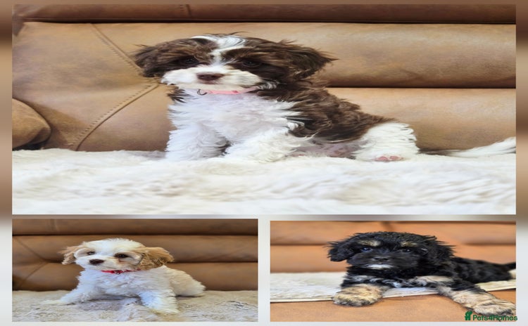 Cavapoo dogs - Advert 3