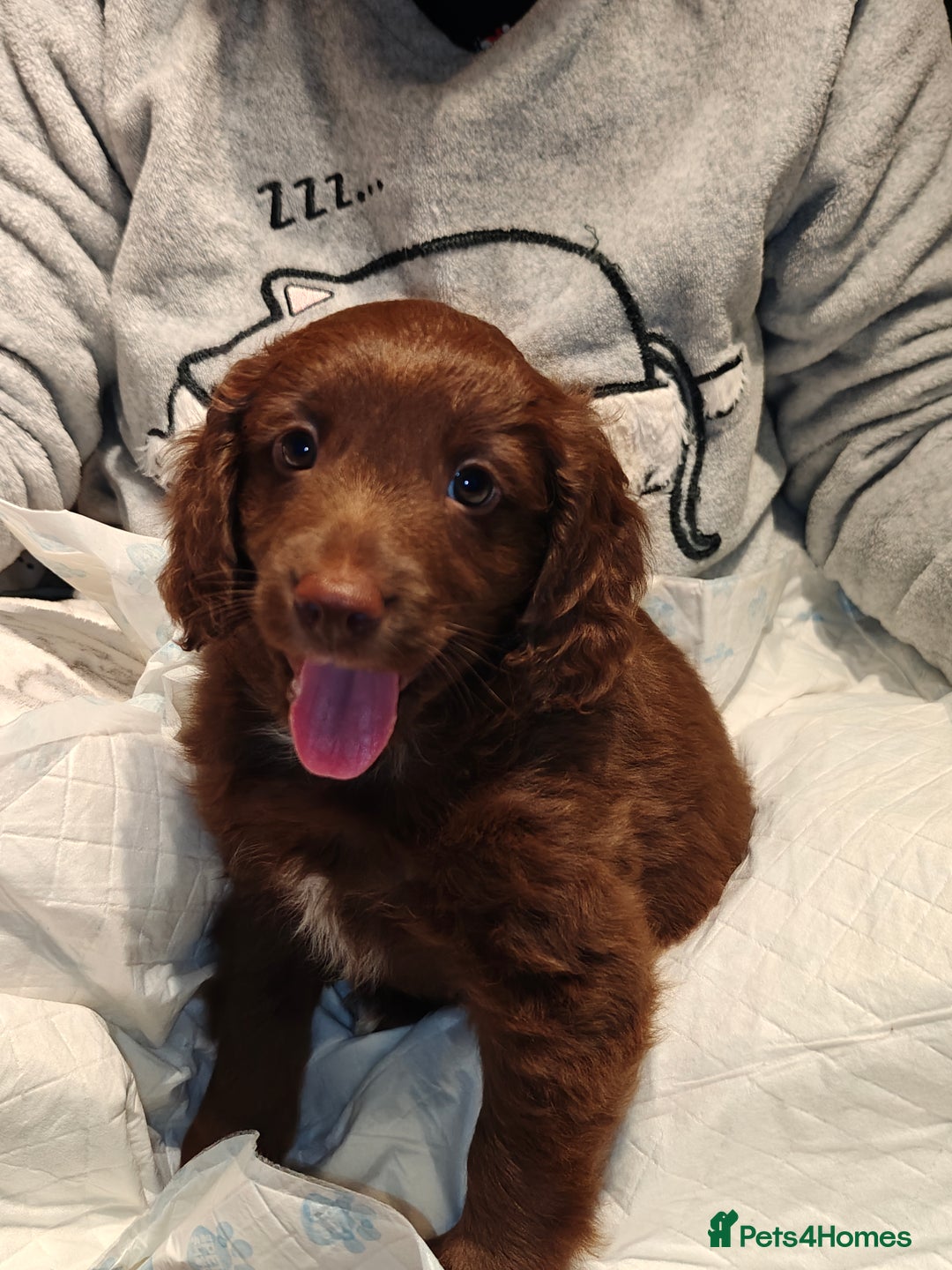 Sproodle dogs for sale: English springer spaniel& sproodle mix - Advert 3