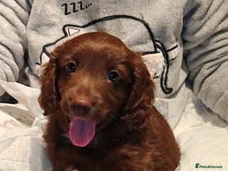 Sproodle dogs English springer spaniel& sproodle mix - Advert 1