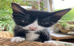 Mixed Breed cats for sale: 4 kittens  - Image 12