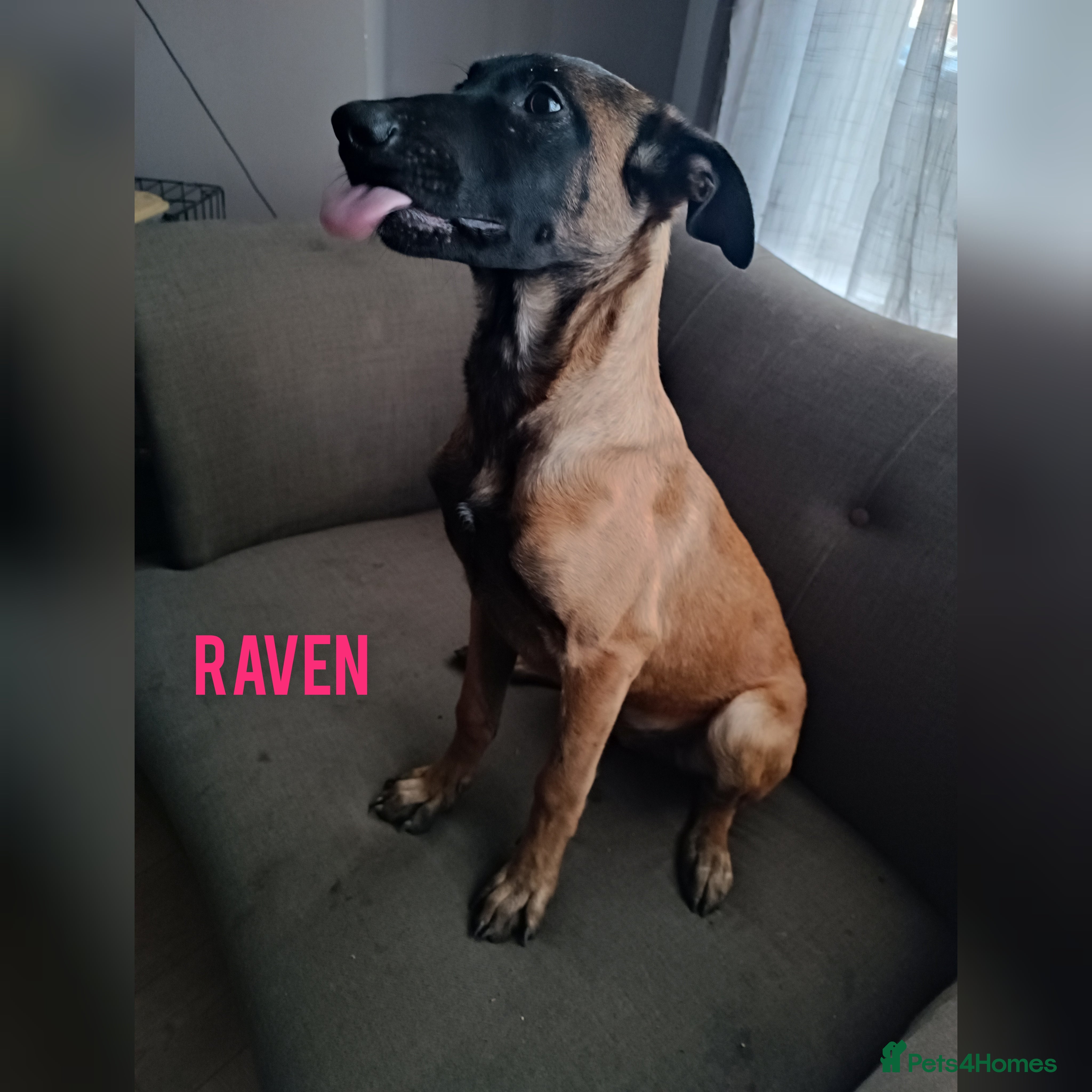 Belgian Shepherd Dog dogs Belgian Malinois Puppies – 4 Months Old - Advert 6