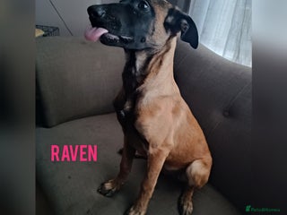 Belgian Shepherd Dog dogs - Advert 1