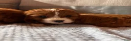 Cavapoo dogs for sale: Cavapoos  in Worcester - Advert 4