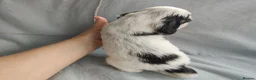 Cocker Spaniel dogs for sale: KC/ Show Type Cocker Spaniels - Advert 19