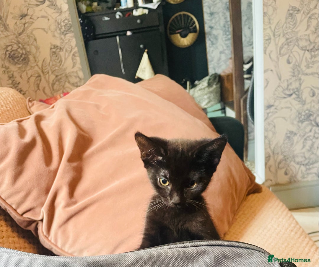 Mixed Breed cats for sale: Beutiful kittens for sale - Image 24