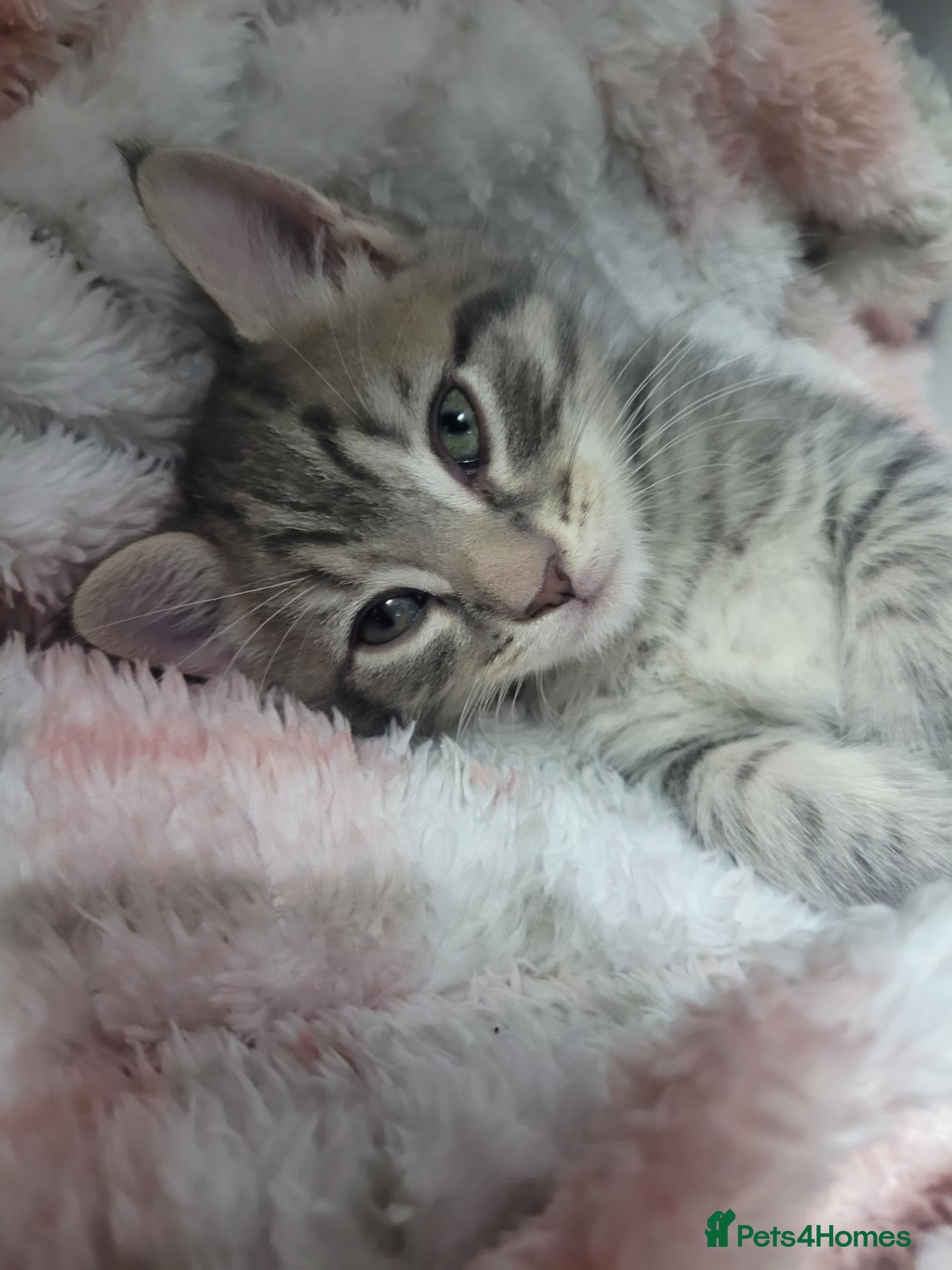 Maine Coon cats 300£ only Main coon kittens - Advert 1