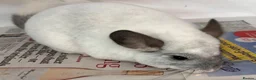Chinchilla rodents for sale: Whitey, fabulous Wilson White boy - Advert 11