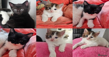Mixed Breed cats - Advert 16