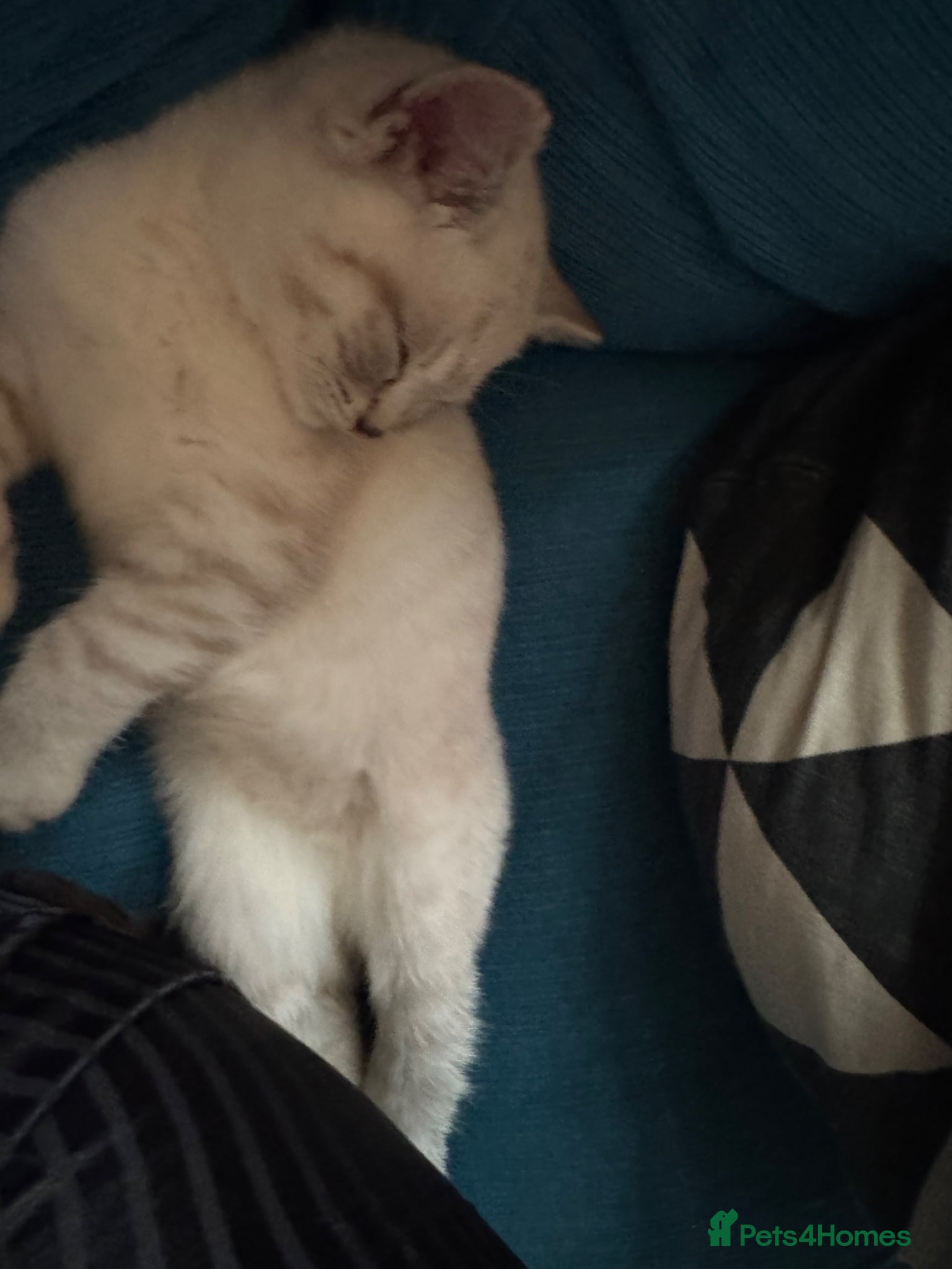 British Shorthair cats for sale: Female British shorthair kitten  - Advert 3