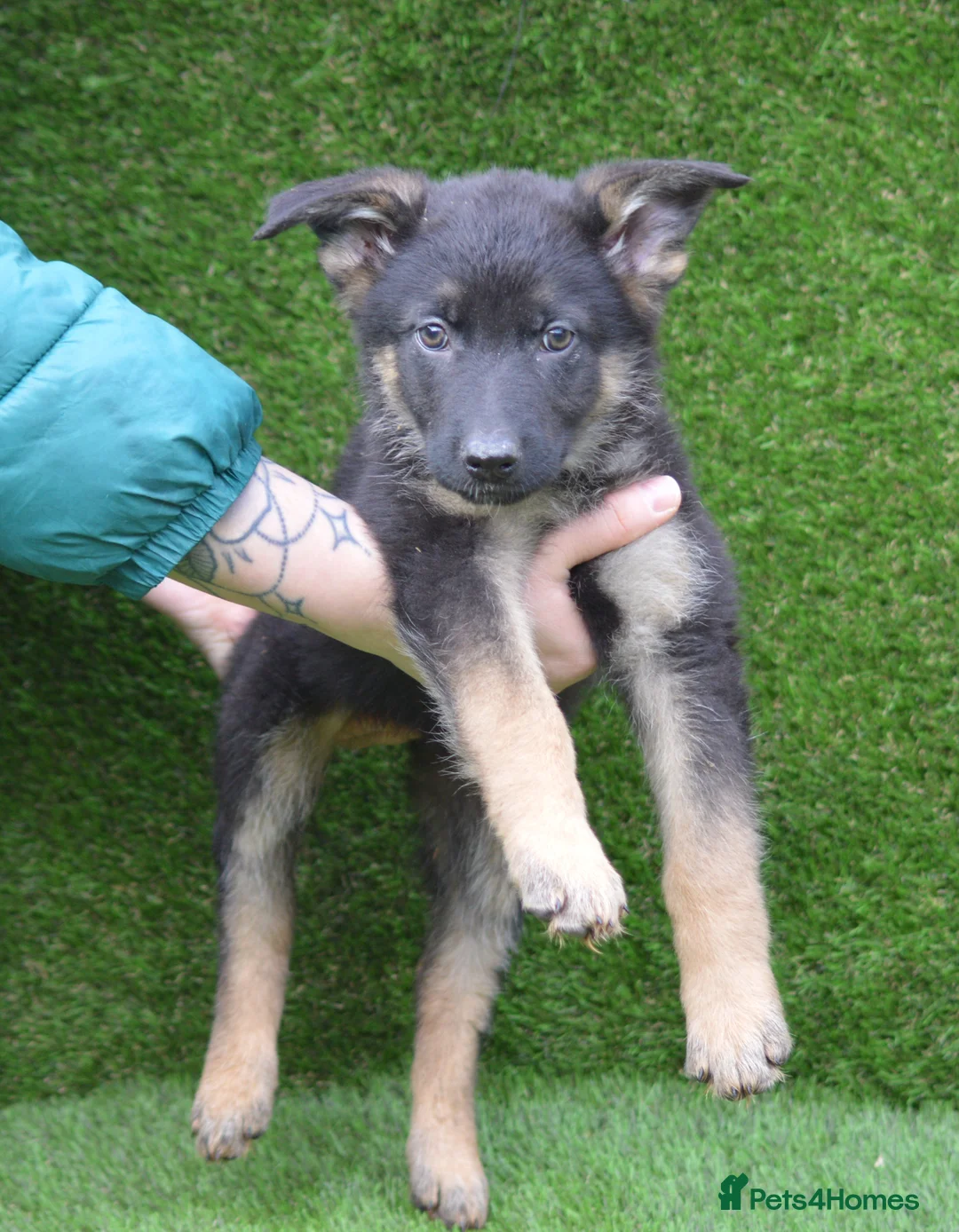 German Shepherd dogs for sale: KC Registered Working Line German Shepherd Puppies - Advert 12