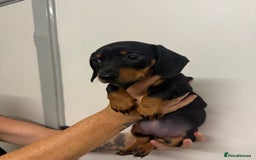 Miniature Dachshund dogs for sale: Miniature dachshund  - Image 1
