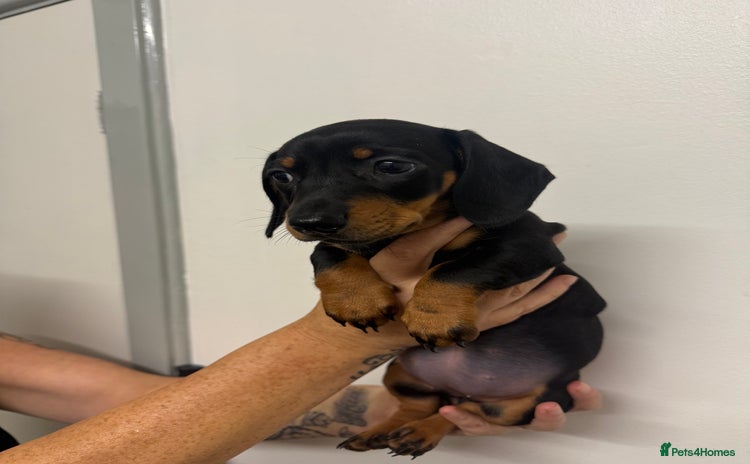 Miniature Dachshund dogs - Advert 9