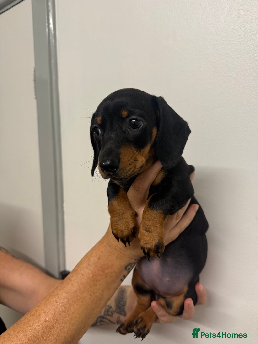 Miniature Dachshund dogs for sale: Miniature dachshund  - Image 1