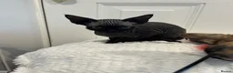 Devon Rex cats for sale: Fife reg Devon Rex kittens  - Advert 4