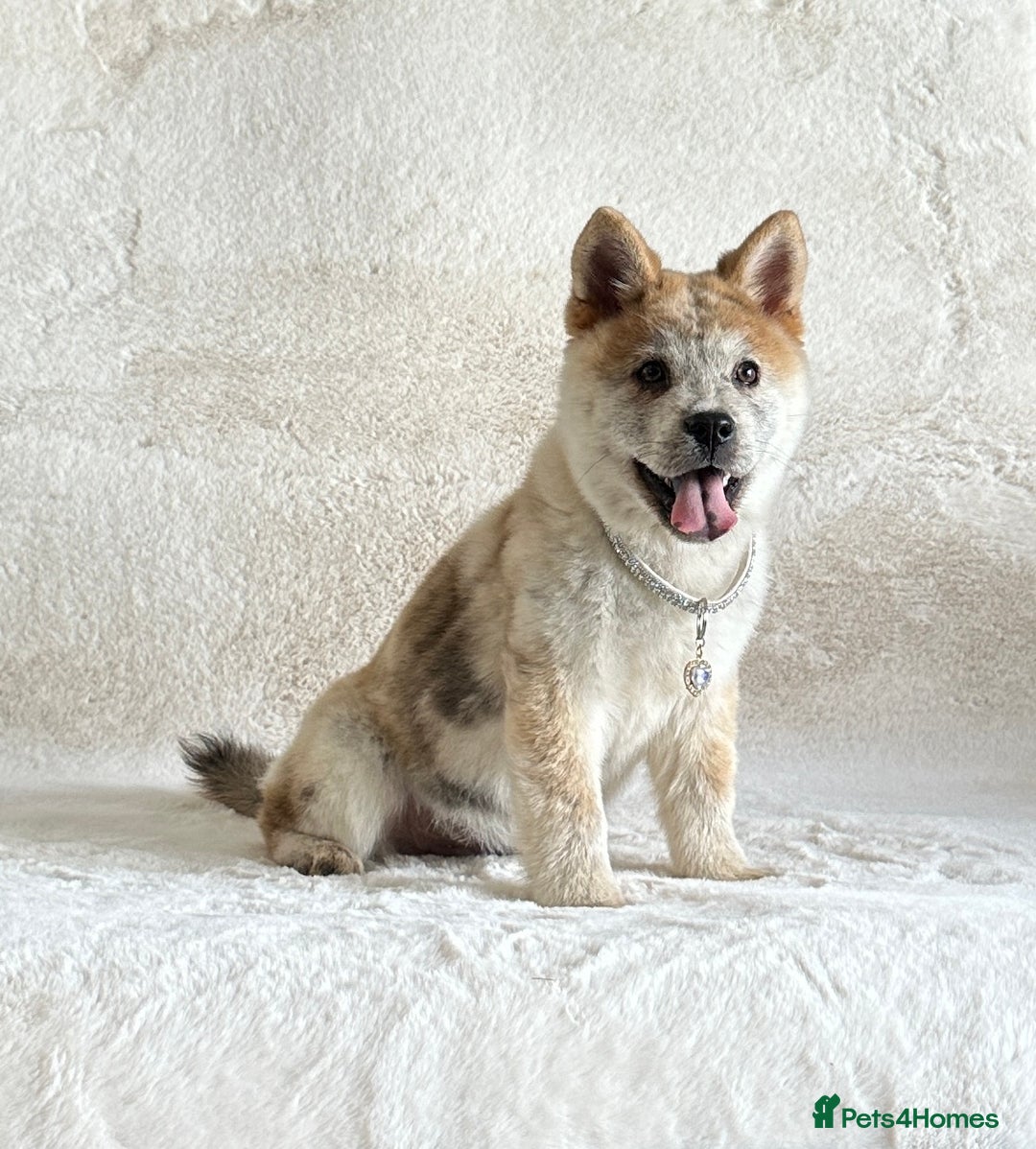 Siberian Husky dogs for sale: Stunning exotic colour chowsky puppies for sale  - Image 15