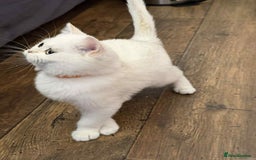 British Shorthair cats for sale: Stunning BSH golden/silver Kittens TICA - Advert 26