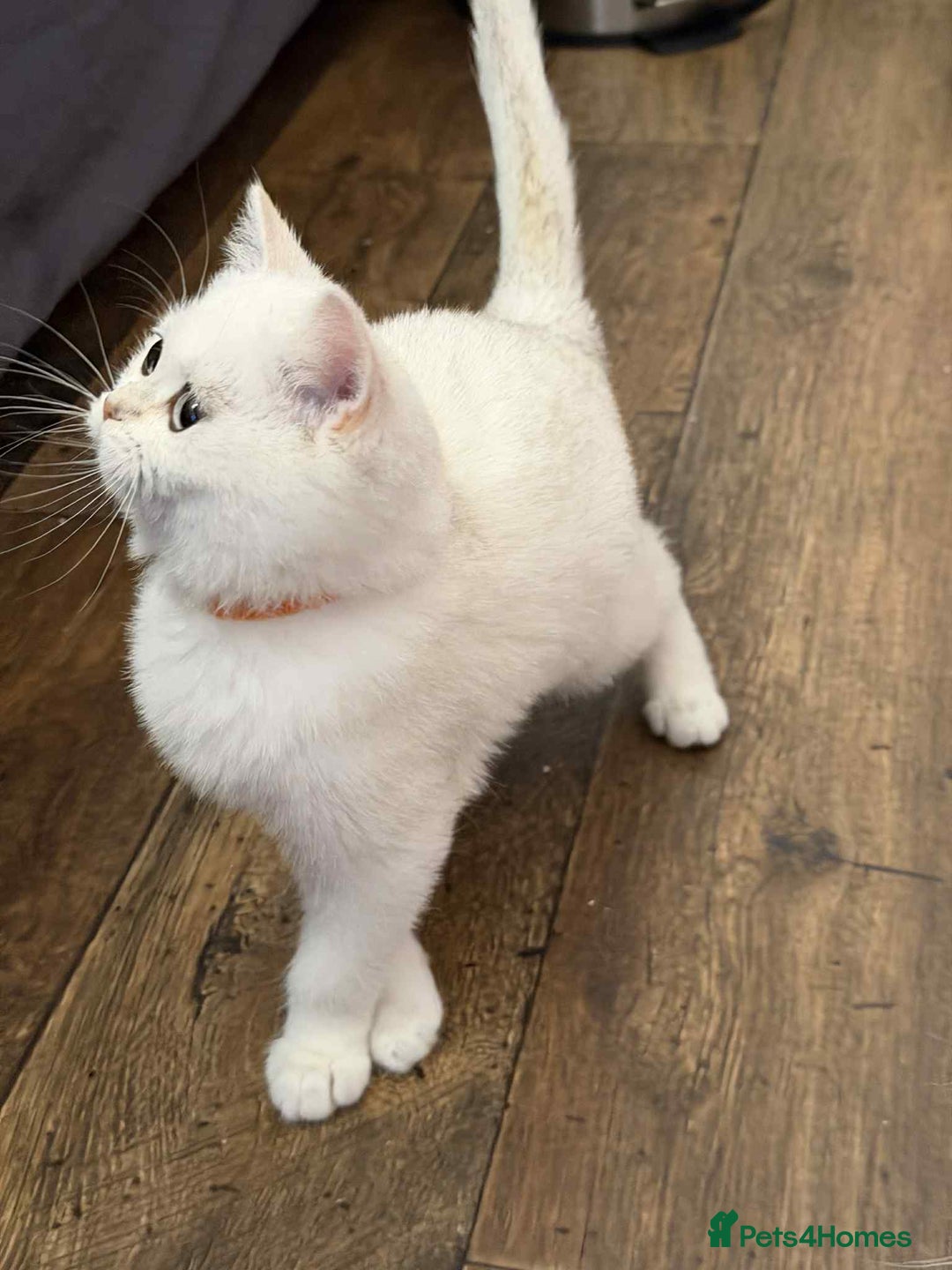 British Shorthair cats for sale: Stunning BSH golden/silver Kittens TICA - Advert 26