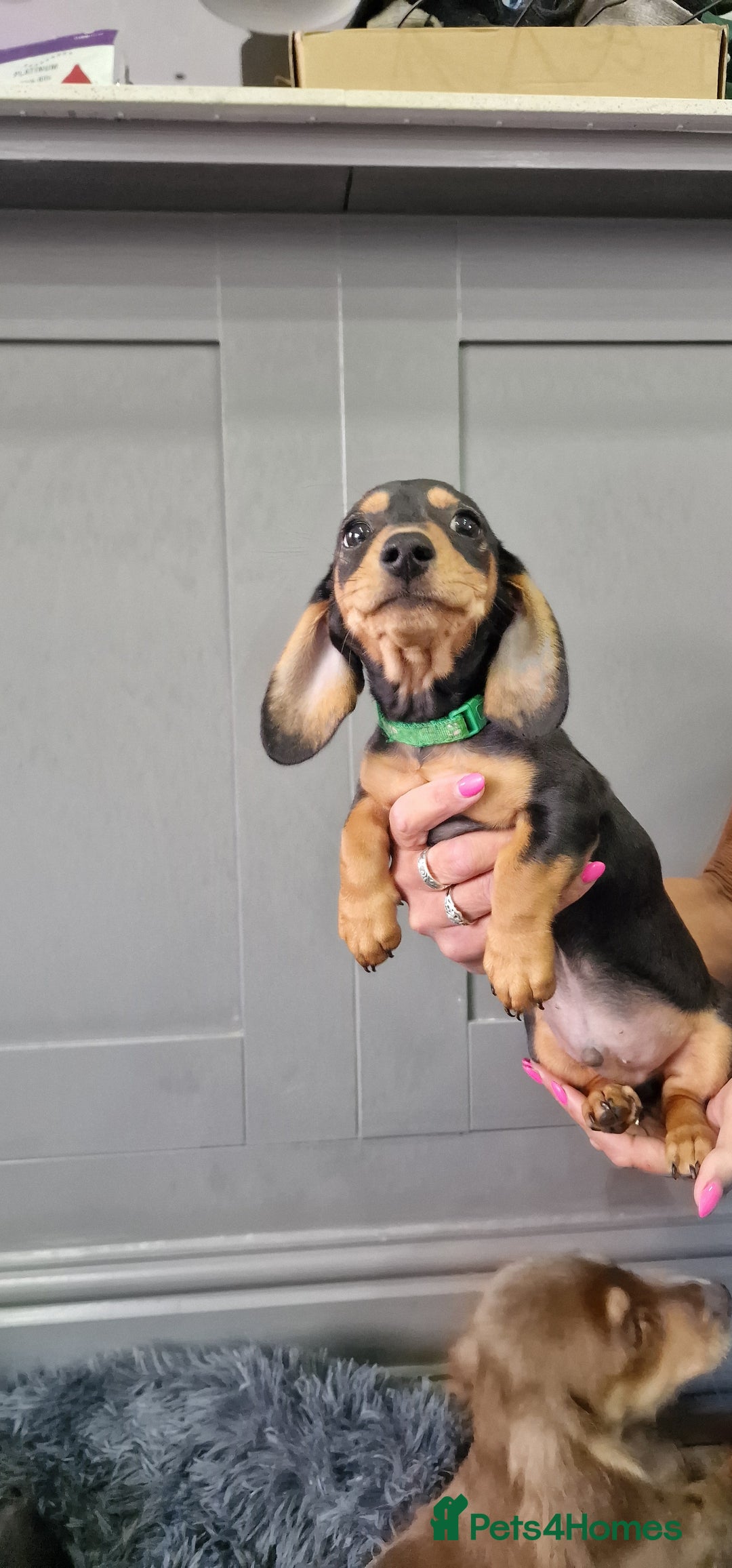 Miniature Dachshund dogs for sale: LAST TWO GORGEOUS MINIATURE DACHSHUNDS - Advert 22