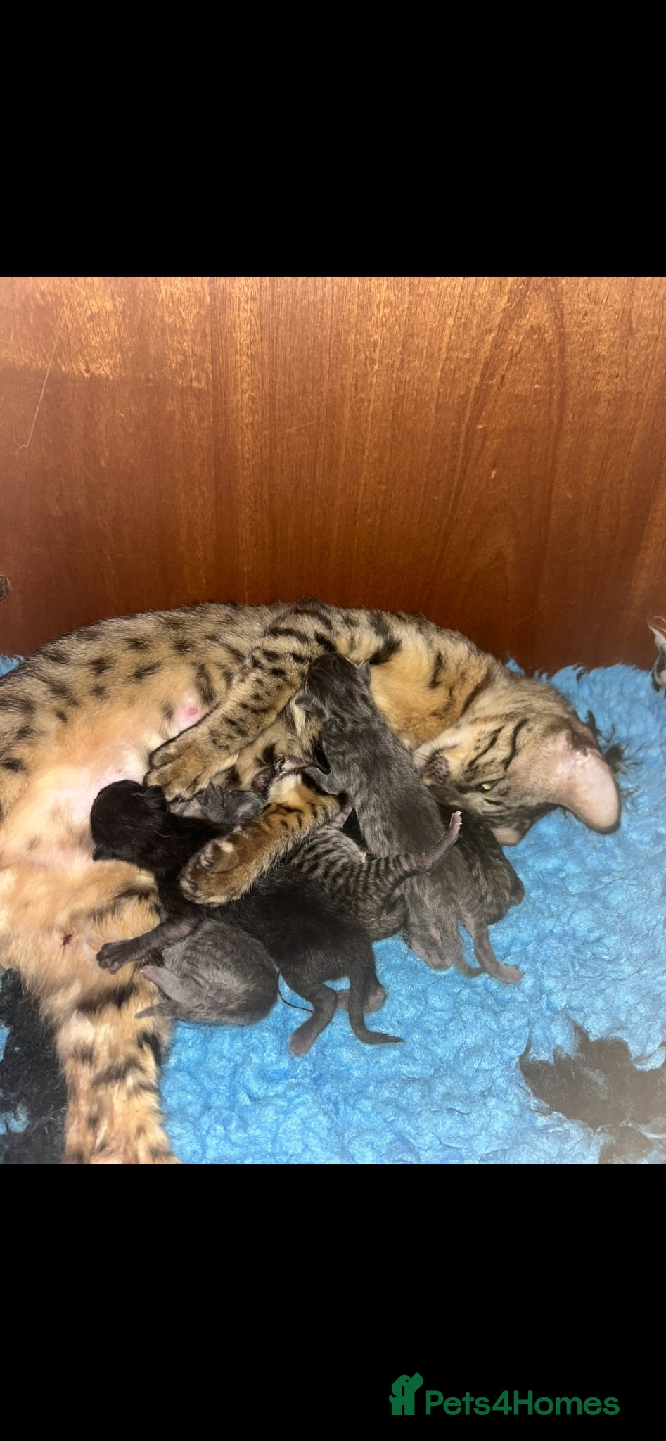 Mixed Breed cats Savannah cross kittens  - Advert 1
