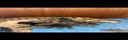 Mixed Breed cats for sale: Savannah cross kittens  in Broadstone - Advert 1