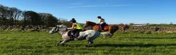 Appaloosa horses for sale: All rounder pony - Advert 8